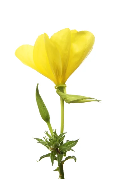 Primrose βραδιού λουλούδι — Φωτογραφία Αρχείου