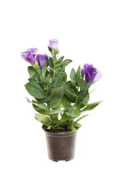 Blommande Eustomor växt — Stockfoto
