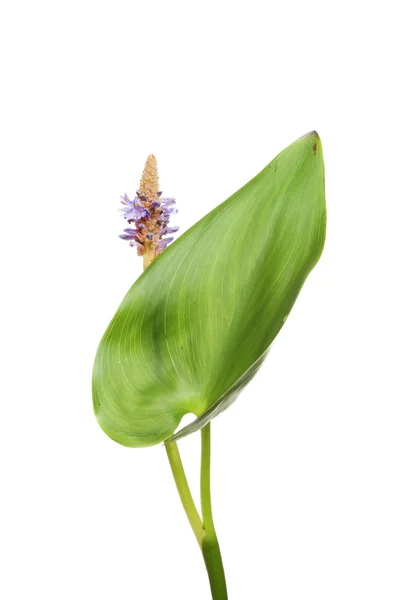 Pontederia flower and leaf — Stock Photo, Image