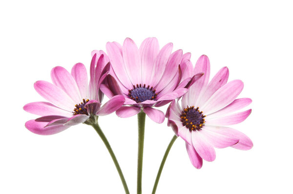 Три цветка остеоспермы
