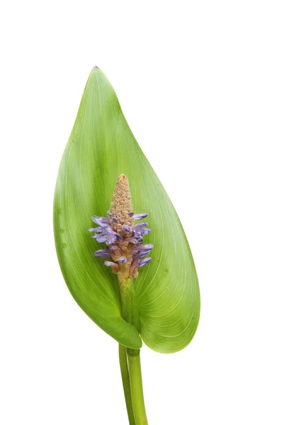 Pontederia fleur et feuille — Photo