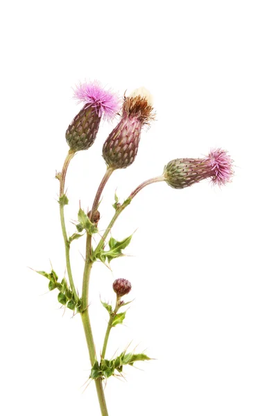 Thistle çiçek ve bitki örtüsü — Stok fotoğraf