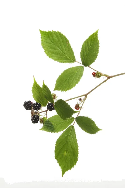 Blackberry leaves and fruit — Stock Photo, Image