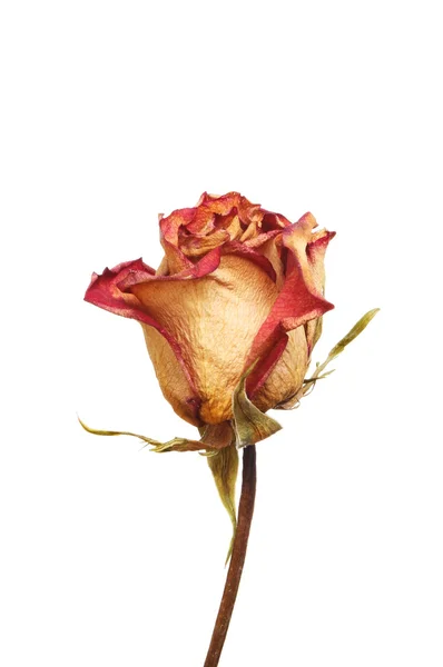 Suszone kwiat róży — Zdjęcie stockowe