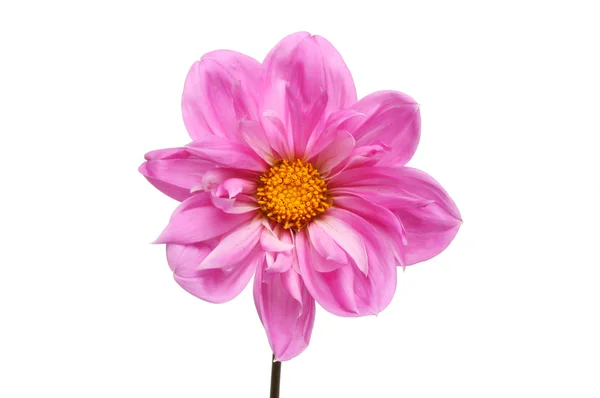 Dahlia bloem geïsoleerd — Stockfoto