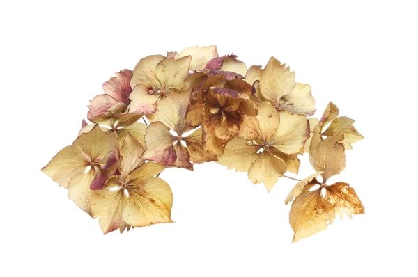 Dried Hydrangea flowers — Stock Photo, Image