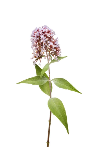 Buddleja flower and foliage — Stock Photo, Image
