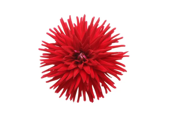 Κόκκινο λουλούδι dahlia — Φωτογραφία Αρχείου