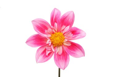 Pembe Dahlia çiçeği