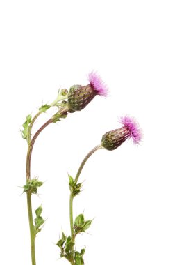 Sürünen Thistle çiçek ve bitki örtüsü