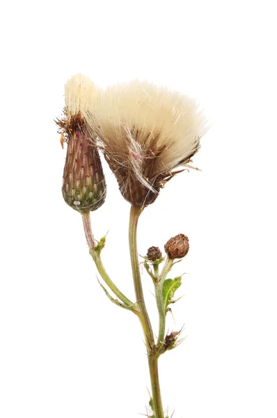 Creeping Thistle seed heads — Stock Photo, Image