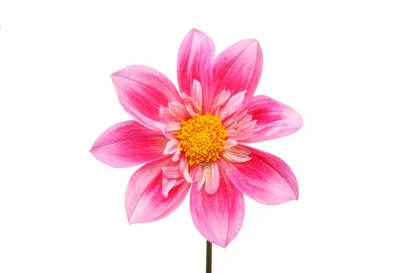 Pembe Dahlia çiçeği — Stok fotoğraf