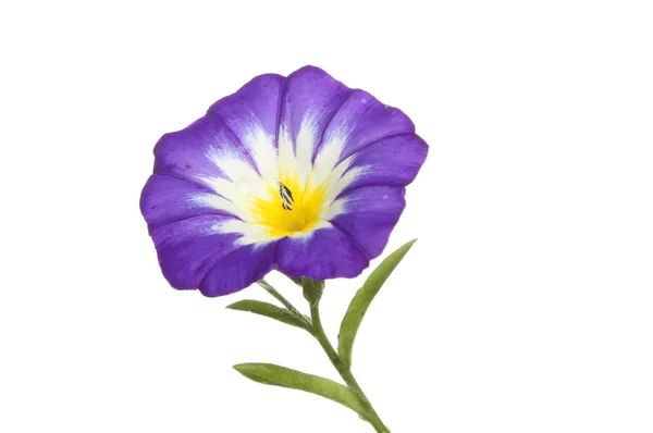 Flor Convolvulus púrpura — Foto de Stock