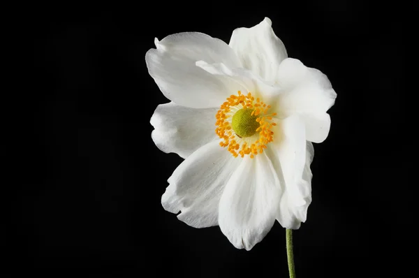 White Anemone flower Stock Image