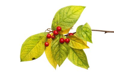 Dağ muşmulası yaprakları ve meyveleri