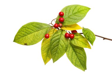 Dağ muşmulası yaprakları ve meyveleri