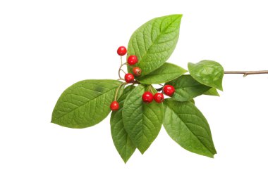 Dağ muşmulası yaprakları ve meyveleri