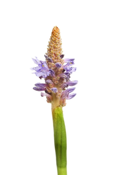 Flor de Pontederia violeta — Foto de Stock