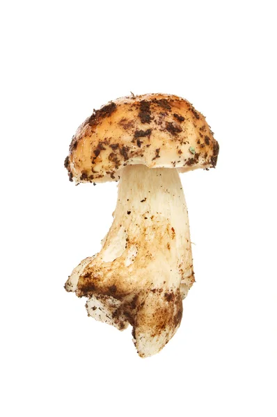 Лесной гриб в мхе — стоковое фото