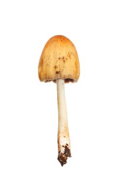 Beyaz üzerine mantarı