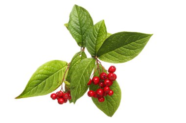 Dağ muşmulası yaprakları ve meyveleri