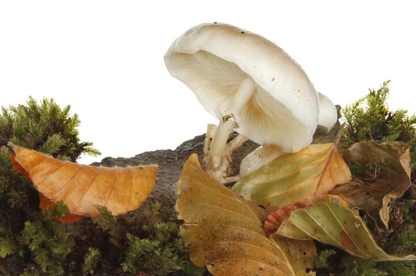 Vit flugsvamp svampar — Stockfoto
