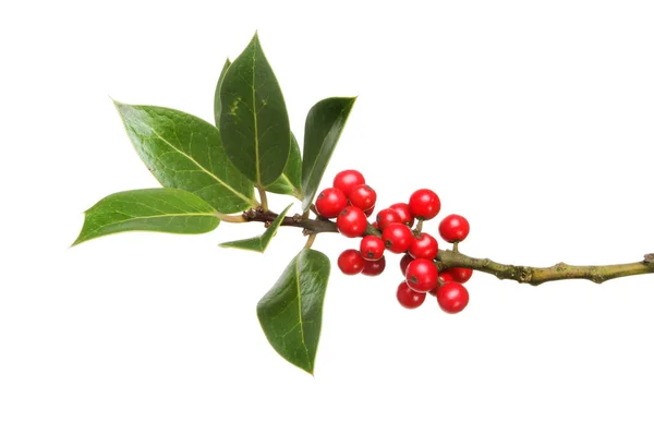 Φύλλα και μούρα Holly — Φωτογραφία Αρχείου