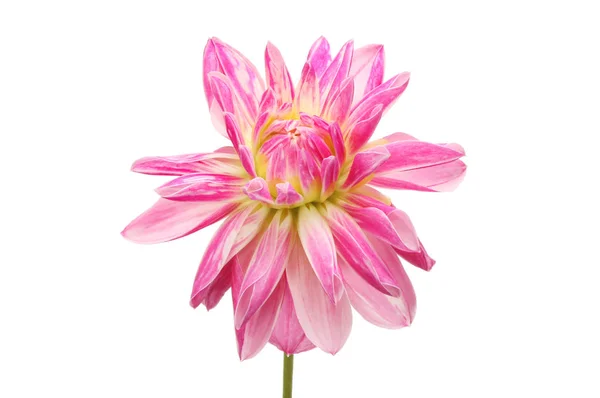 Magenta Dahlia bloem — Stockfoto