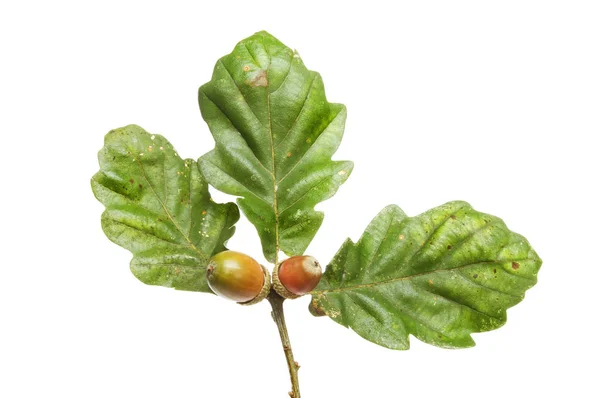 Oak leaves and acorns — Stock Photo, Image