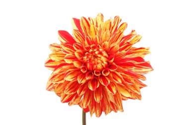 izole dahlia çiçeği