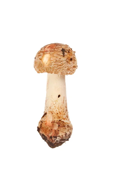 Champignons du crapaud isolés — Photo