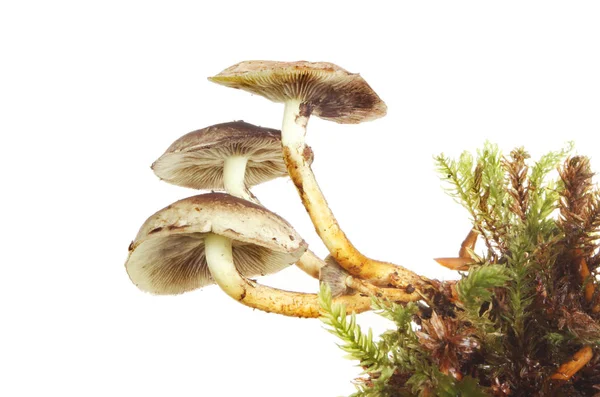 Toadstools growing in moss — Stock Photo, Image