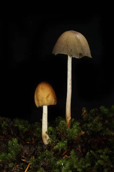 伞菌生长在苔藓 — 图库照片