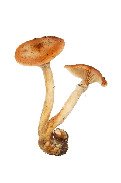 Изолированные грибы жабы — стоковое фото