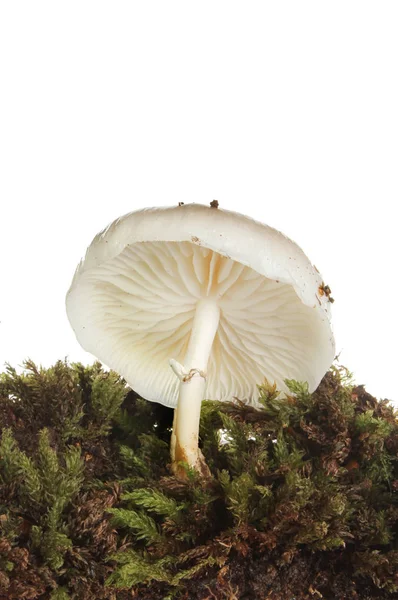 在 moss 中的白色蕈 — 图库照片