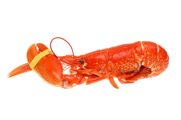 Whole cooked lobster — Stock Photo, Image