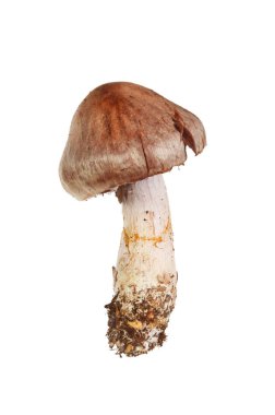 İzole mantarı mantar