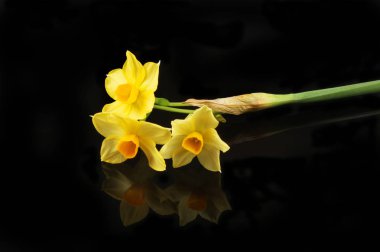 Siyah üstüne sarı nergis çiçekleri
