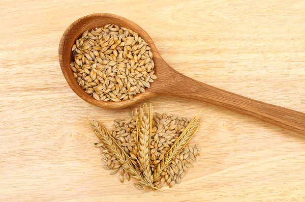 Ячмень зерна и уши — стоковое фото