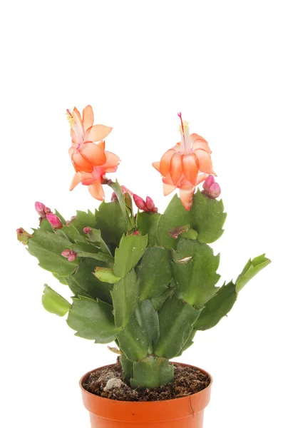 Christmas cactus plant — Stock Photo, Image