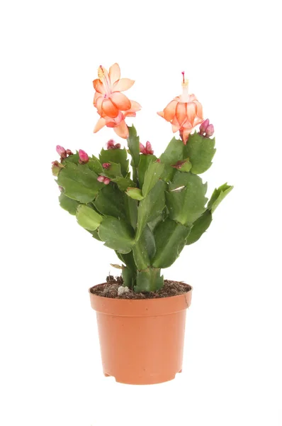 Cactus de Navidad con floración —  Fotos de Stock