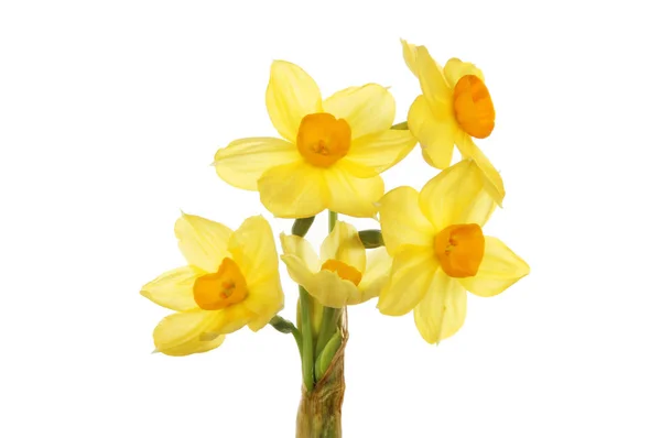 Miniature Daffodil flowers — Stock Photo, Image