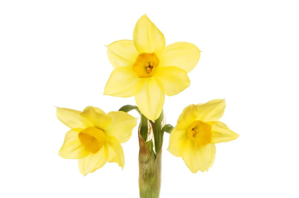 Multiple headed Narcissus flower — Stock Photo, Image