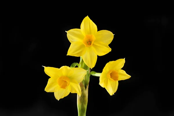 Sárga nárcisz virág black — Stock Fotó