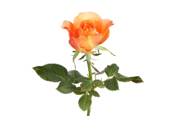 Perzik oranje rose — Stockfoto