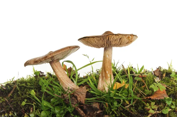 Two toadstools in grass — Stock Photo, Image