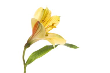 Alstroemeria yan görünüm