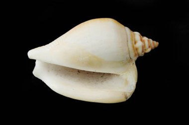 Deniz kabuğu siyah karşı