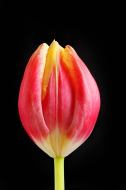 kırmızı ve sarı lale