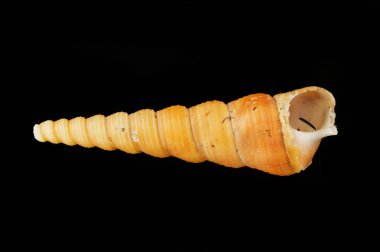 Sarmal seashell siyah karşı